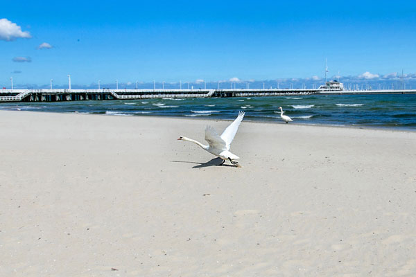 Лебедь на пляже в Сопоте