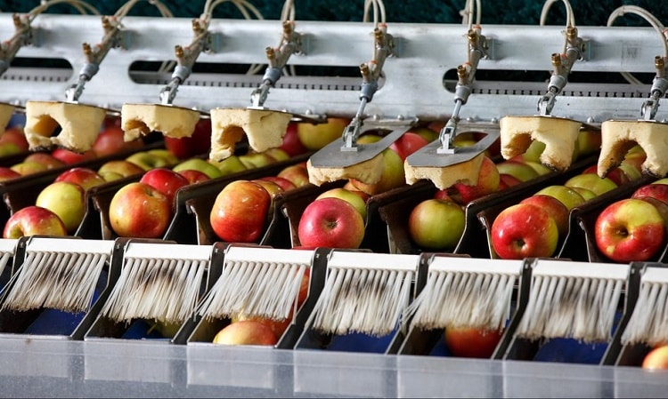 На фото робот по обработке урожая яблок