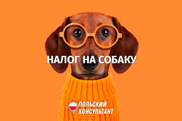 Кто (не) платит налог на собак в Польше? 25