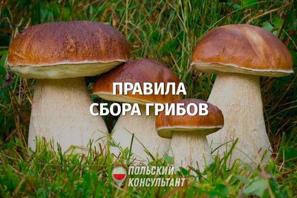Штраф за неправильный сбор грибов в Польше 80