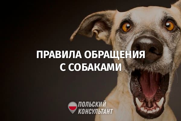 Правила обращения с собакой в Польше: нормы, защита, штрафы 75