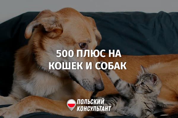 Как получить 500+ на кота и пса в Польше? 44