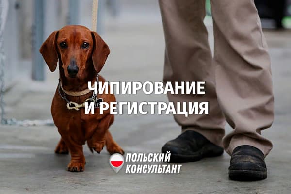 Чипирование собак в Польше