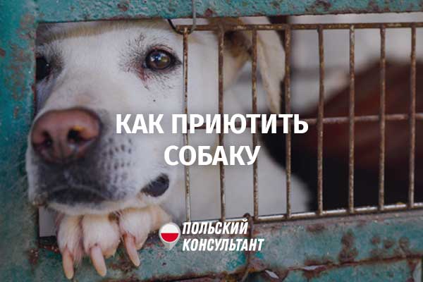 Приют для животных в Польше