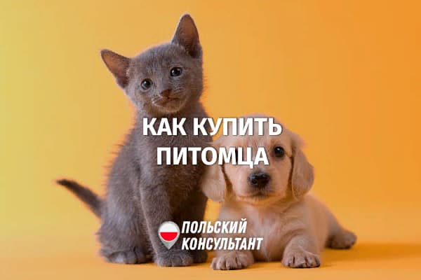 Как правильно купить собаку или кошку в Польше?
