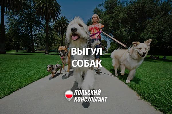 Правила прогулок с собаками в Польше
