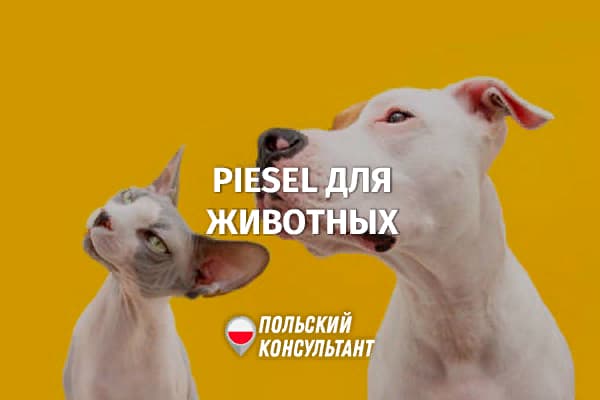 PiESEL - идентификатор для собак и кошек в Польше