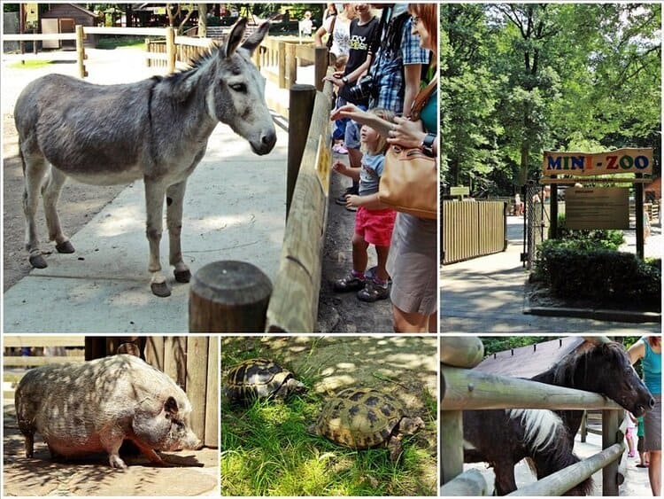 Чем примечателен Зоопарк Кракова? 13