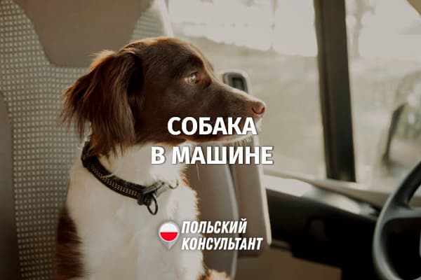 Можно ли оставить собаку в машине в Польше?