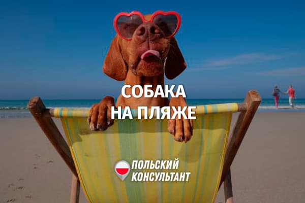 Можно ли в Польше ходить с собакой на пляж?